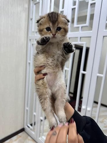 şotland bala: Şotland yastı qulaq — 6