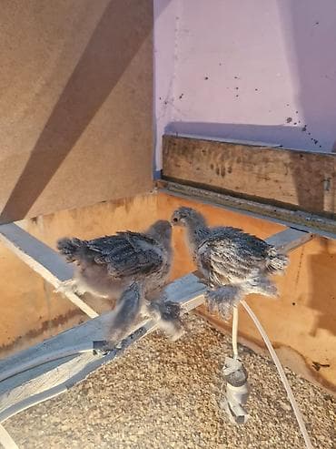 cuce dami: Toyuq cücələri, Damazlıq — 2