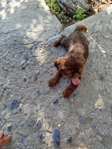 pekines balaları: Pekines, 6 ay, Erkek — 4