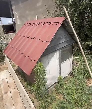 xamyak yuvası: İt evi – taxta konstruksiya, iki girişli - Material: qalın taxta — 3
