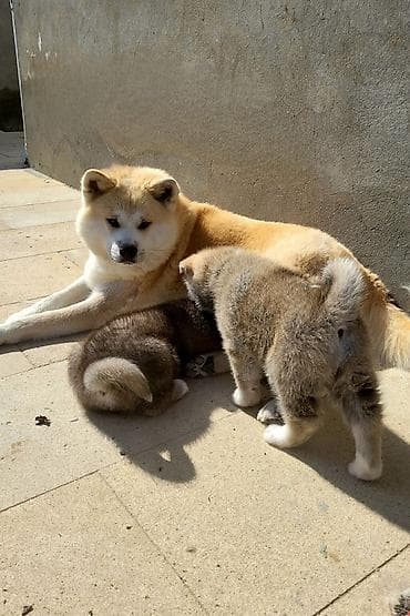 Akita-inu — 8