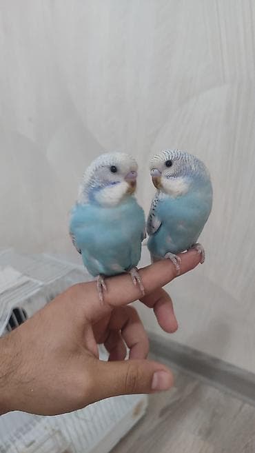 pomeranian spitz satilir: Gözəl rəngə sahib məhəbbət quşları, tam sağlamdırlar və vitaminli — 1
