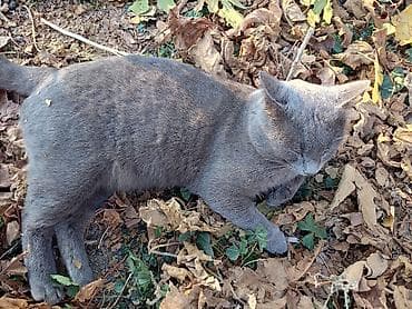 Boz rəngli pişik – zərif və sakit xasiyyətli ev heyvanı (növü mavi rus