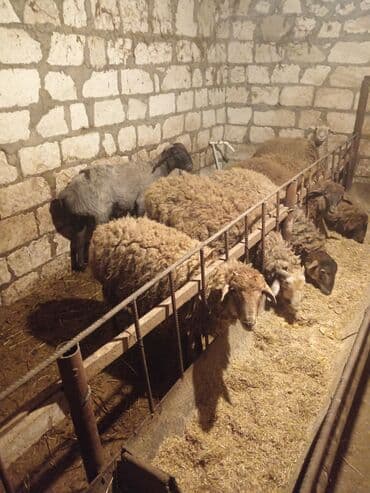 qoyun qoc: Salam quzu satiram diri çəkisi 9.5 3-ayin bordağidi isdiyən buyurub — 6