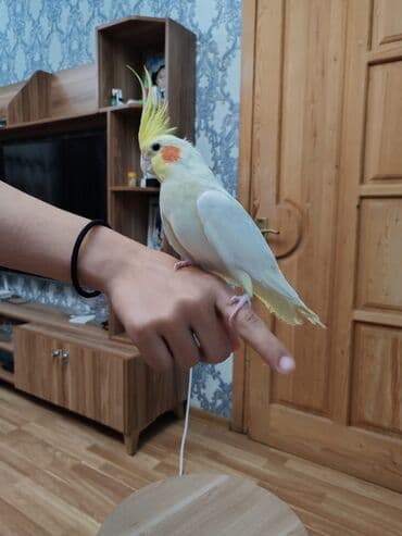 Gəmiricilər: ‼️ Təcili Satılır ‼️ Korella bir cüt. Ələ öyrənib rucnoydu dişləmir — 3