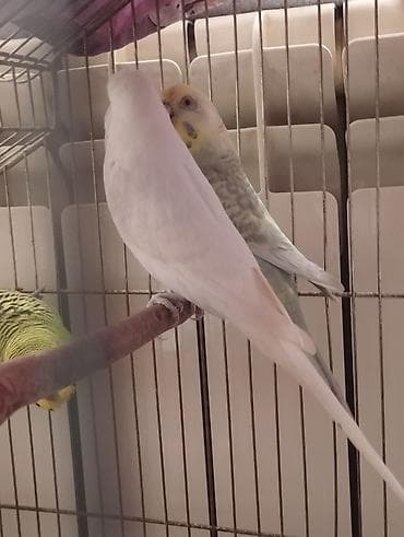 bala dana: 3 cüt tergitme tutuqusulardir 1 cüt altı balalidir 3 balasi var — 5