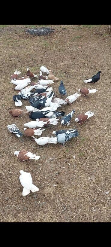 Alfa Romeo: Salam quşlar hamısı tərgidilir 40 ədədi kom 6 azn içində bahalı quşlar — 1