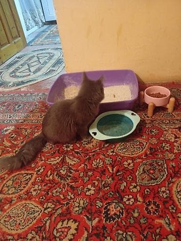 tüklü pişiklər: Erkək, Yaxşı əllərə, Ünvandan götürmə — 3