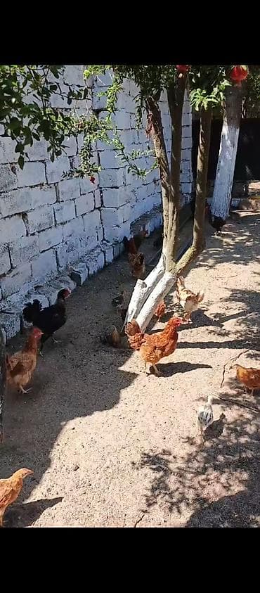 Yumurtlayan Kend Toyugları Hamısı Toyuğ altınan Cıxıb 10 eded Toyug lalafo.az -da Yumurtlayan Kend Toyugları Hamısı Toyuğ altınan Cıxıb 10 eded Toyug