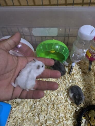 su donuzu: Cırtdan hamsterlər – müxtəlif rənglərdə balalar • Növ: cırtdan (dəniz — 4