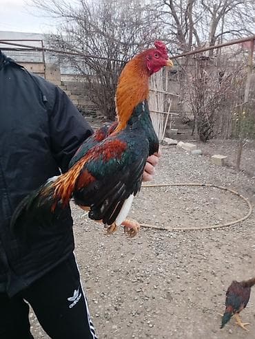 Ata 1200 lük ana kuzeypen iyun çolpası bir dəfə məşqə düşüb məşqi də