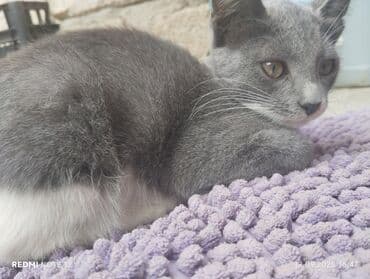 русская голубая кошка баку: Boz-ağ rəngli gözəl ev pişiyi - Rəng: tünd boz (bürünc tonlu) üstü — 1