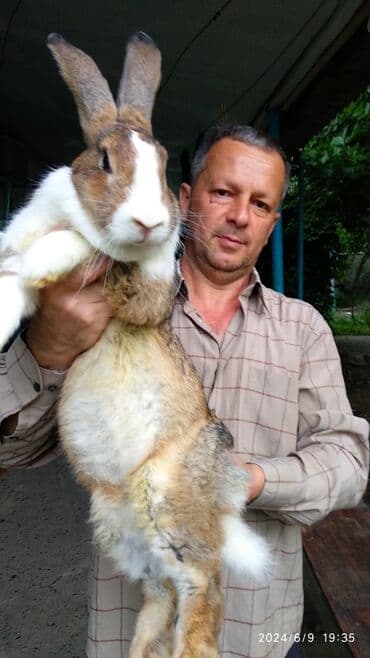 ördək yumurtası satışı: Dovşanlar Flandr cinsli. Flandr cinsli dovşan balaları satılır. Ən — 2