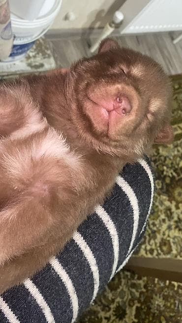 it xaski: 1 ay, Dişi, Pulsuz çatdırılma — 2