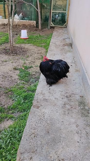 Куры: Курица, Для разведения — 7