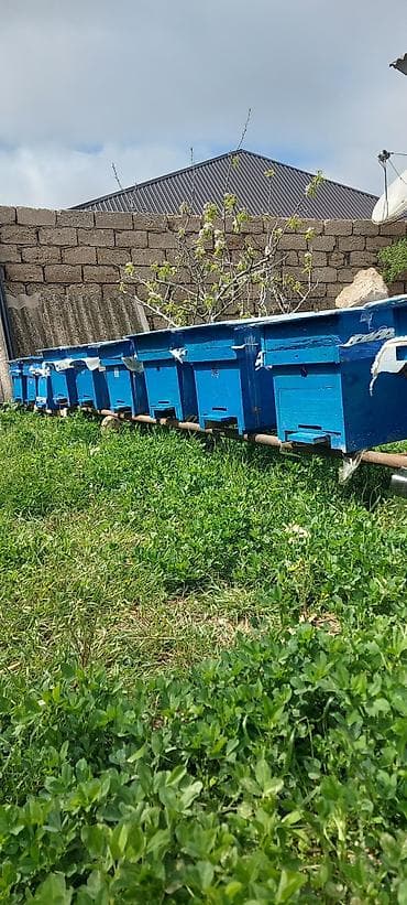 arı qutusu: Arılar 7 ramkada dolu super güclü arılardır 4_5 ramka qurddur 10 günə — 1