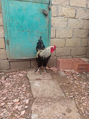 Yemlər: Toyuq, Brama, Damazlıq — 3