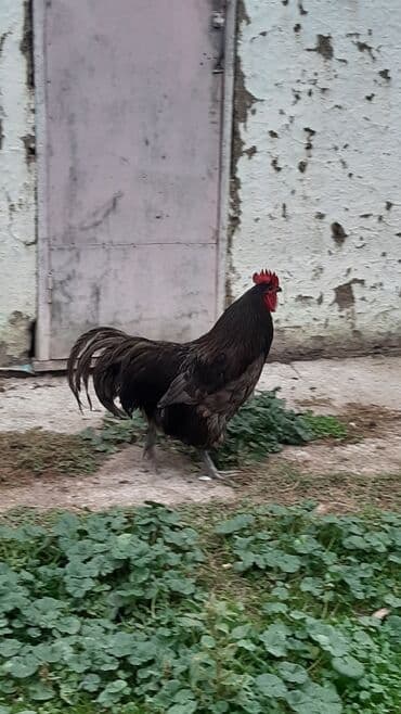 cins ineklerin satisi: Avstrolorp blue 3.5 yaş . damazlıq üçün əla xoruzdu.qan dəyişimi üçün — 4