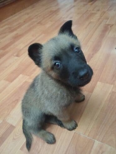 şirin itler: Belçika çoban iti — 3