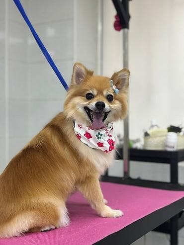 İtlər: Şpitz, 3 il, Dişi, Peyvəndli, Ünvandan götürmə, Ödənişli çatdırılma — 8
