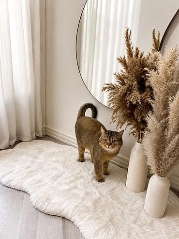 cutles: 🐾 Cütləşmə üçün dişi pişik axtarılır 🐾 — 1