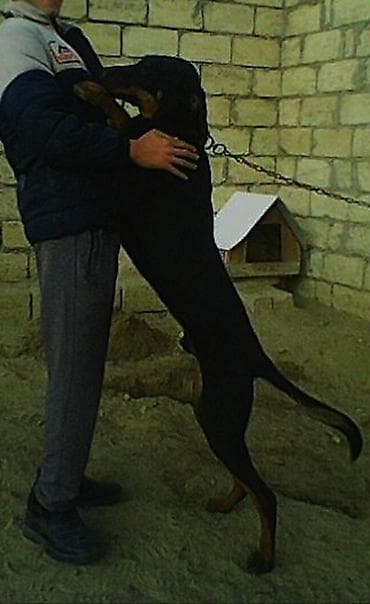 doberman satisi: Doberman, 9 ay, Erkek — 7