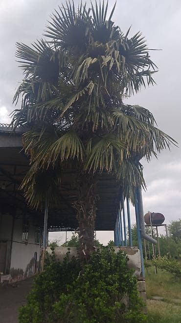 agac: Dekorativ palma ağacı – fan formalı yarpaqları ilə həyət və bağ — 1