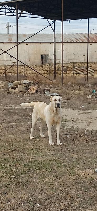 tap az pitbull: Qurdbasar, 2 il, Dişi, Peyvəndli, Ödənişli çatdırılma — 2