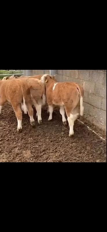 ari yeşiklərinin satışı: Məhsul: Dana balaları (ətlik istiqamət) Təsvir: - Şəkillərdə — 9