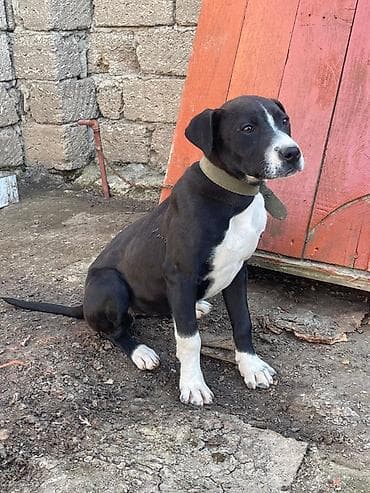 itlerin satiwi: Qara-ağ rəngli it – gəzinti və mühafizə üçün - Orta ölçülü, atletik — 3