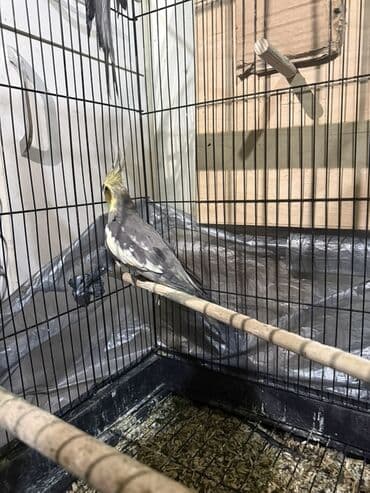 papuqay sekilleri: Salam quslar cavan quslardir cutdur tek satilmir. Her ilisine aitdir — 5