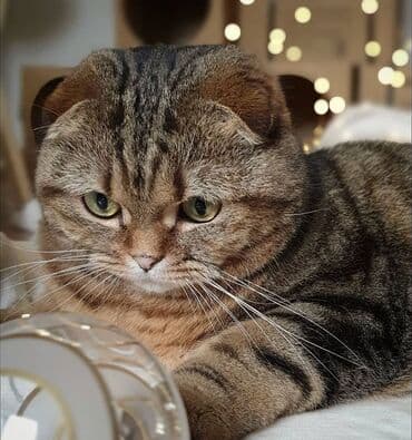 ucuz pişiy: Şotland yastı qulaq, Erkək, Yaxşı əllərə, Ödənişli çatdırılma — 2