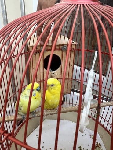 qəfəs quşları: Quşlarla birlikdə qəfəsdə satılır.Dəyirmi formalı, qırmızı rəngli — 2