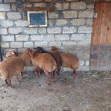 Balıqlar: Kok yemde olan Emlik 5quzu 3 erkey 2 disi — 4