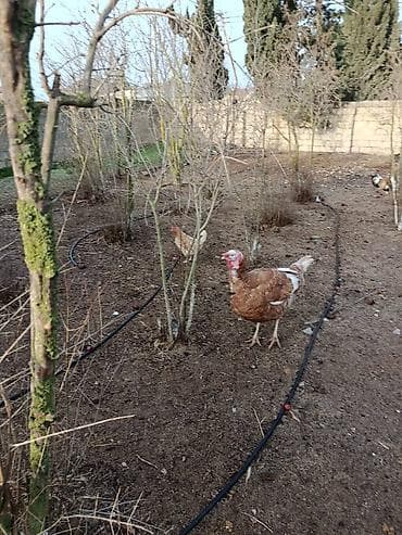 Pişiklər: Təmiz həyət heyvanidi broyler deyil 11 ayliq 8.2 kg diri çəkisi — 5