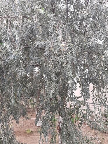 Букетные цветы: Salam.Əlairişirin iydə ağacları.Öz bağımdan.Ünvan Bilgəh.1ədəd 15 — 3