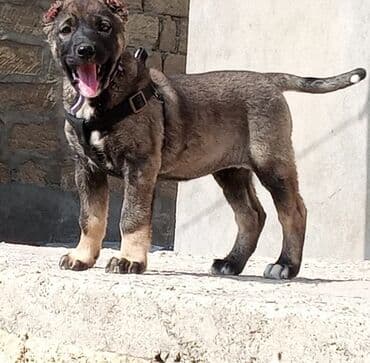 it evləri: Kanqal, 2 ay, Dişi, Peyvəndli, Ünvandan götürmə, Ödənişli çatdırılma — 4
