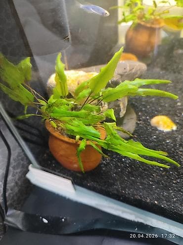 akvarium baki: Dördbucaq akvarium, Balıqlarla birlikdə, 77 l, Ünvandan götürmə — 3