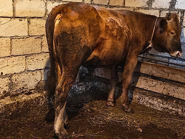 inek: Saxlamalı erkey dana — 1