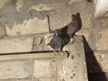 qaz qusu: Məhsul: Ev göyərçinləri (bir neçə fərqli rəngdə) Təsvir: - Şəkillərdə — 2