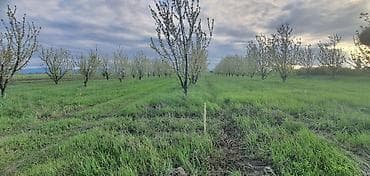 Земельные участки: 235 соток, Для сельского хозяйства, Возможен обмен, Купчая, Техпаспорт — 2