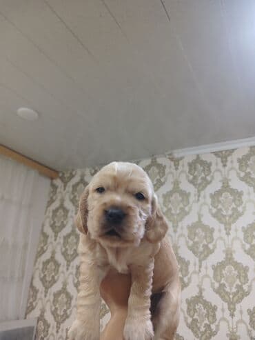 cocker: Koker spaniyel — 2