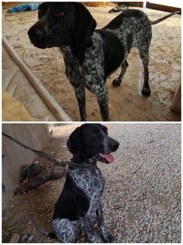 1 il, Dişi, Peyvəndli, Ünvandan götürmə lalafo.az -da 1 il, Dişi, Peyvəndli, Ünvandan götürmə