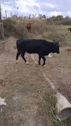 Dana, buzov, Erkək, ay: 6, 90 kq