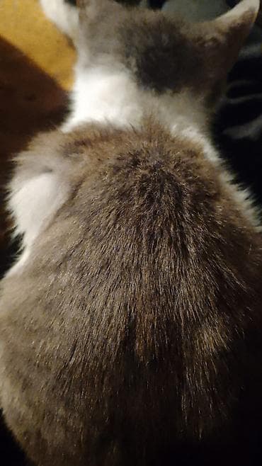 pisik latok: Dişi, Yaxşı əllərə, Ünvandan götürmə — 2