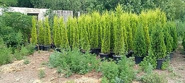 püste ağacı: Thuja və dekorativ kollar – qablarda - Növlər: şam ağacı tipli — 1
