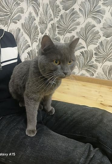 Britan, Erkək, Yaxşı əllərə — 1