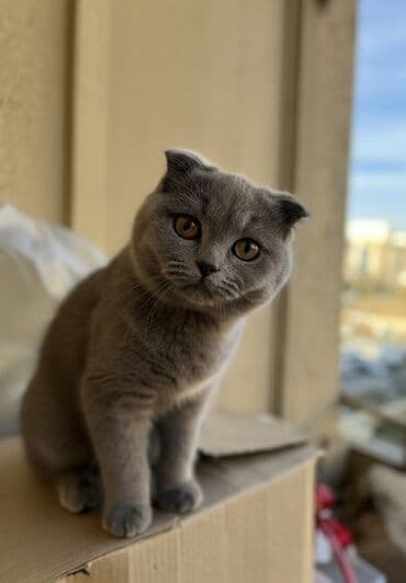 ВАЗ (ЛАДА): Шотладская вислоухая — 3