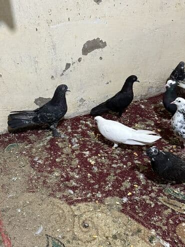 sebzi quşu: Hamisini goturen olsa 5 manatdan tek tek biri 10 manat — 5