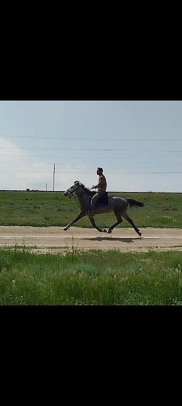 itlər ucuz: Boz rəngli, çevik və sürətli minik atı. Xüsusiyyətlər: - Rəng: boz — 1